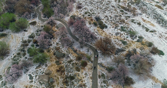 Xinjiang hami: cold air strikes, wild apricot flowers bloom