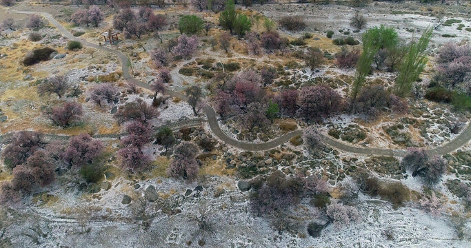 Xinjiang hami: cold air strikes, wild apricot flowers bloom