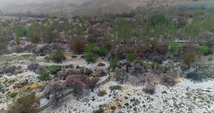 Xinjiang hami: cold air strikes, wild apricot flowers bloom