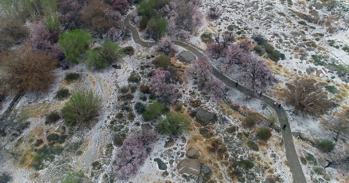 Xinjiang hami: cold air strikes, wild apricot flowers bloom