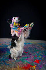 Border collie com pó colorido em seu pelo