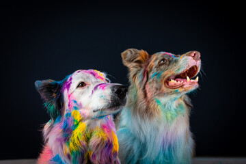Border collie com pó colorido em seu pelo