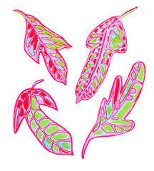 Watercolor tropical Codiaeum pink leaves hand drawn set © AineGing