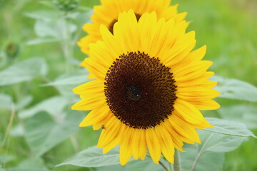 Obraz premium 秋咲きのひまわり