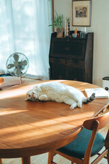 テーブルと猫