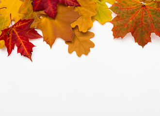 Autumn Leaves On White Background