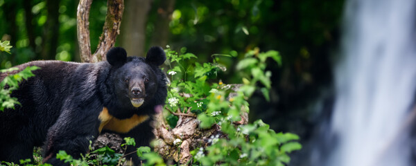 Asiatic black bear (Ursus thibetanus) in summer forest with waterfall.. Wildlife scene from nature