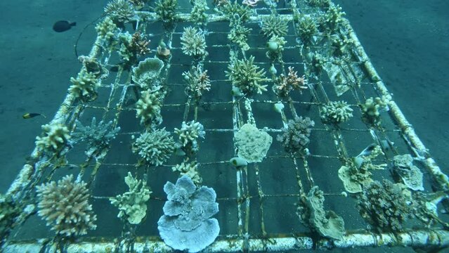 regrowing coral reef on a frame, regrow coral reef, Tulamben, Bali