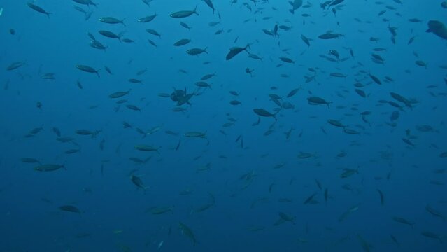 swarm of fish in blue sea background, calm underwater world in slowmotion