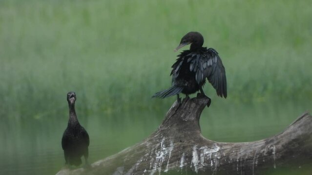 Cormorants in tree - pond area - relaxing .