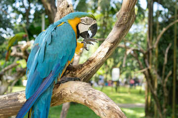 Beautiful Macaw yellow and blue parrot.