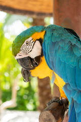Beautiful Macaw yellow and blue parrot.