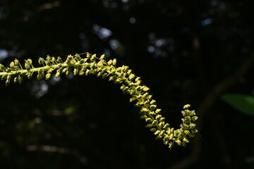 Giant ragweed ( Ambrosia trifida ) flowers. Asteraceae annual wind-pollinated flower. The male...