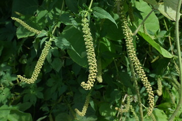 Giant ragweed ( Ambrosia trifida ) flowers. Asteraceae annual wind-pollinated flower. The male flowers on long spikes scatter large amounts of pollen, which is the cause of autumn hay fever.