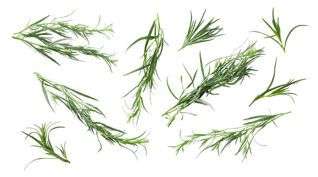 Set with green tarragon isolated on white