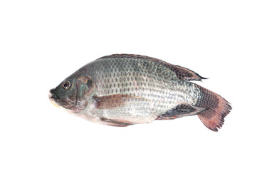 Nile tilapia fish isolated on white background. Freshwater fish.Popularly used to cook a variety of dishes such as grilled fish, tom yum, fried, and steamed.