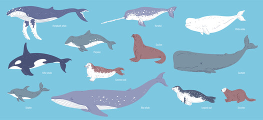 Set of vector illustrations of marine mammals isolated on blue background with titles