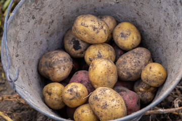 Digging potatoes in the garden. Time of harvest, planting potatoes. Family farmers. Seasonal work