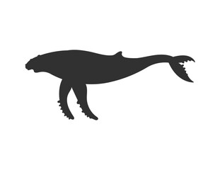 Obraz premium Humpback whale black silhouette of sea animal, vector illustration isolated.