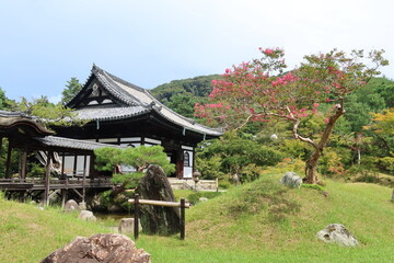 Fototapeta na wymiar 高台寺の開山堂とサルスベリ