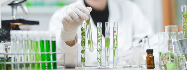 plant in medical pharmacy science research at chemical medicine laboratory for pharmaceutical industry, chemistry development scientist using equipment for health technology experiment or biology drug - obrazy, fototapety, plakaty