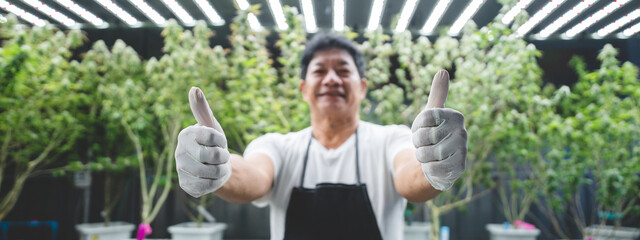 business owner person of cannabis cultivation farming checking a growing of green herbal hemp leaf...