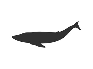 Vector black silhouette illustration of Blue whale, isolated on white background