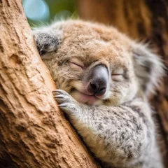 Rolgordijnen vertical shot of a cute koala sleeping © kaien