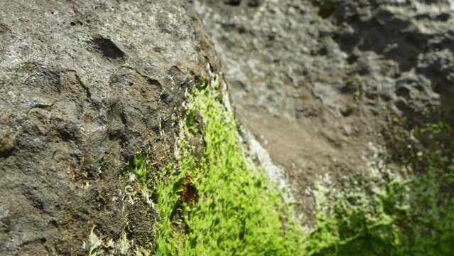 Green moss growing on rocky coastline of Tenerife island, moving away view