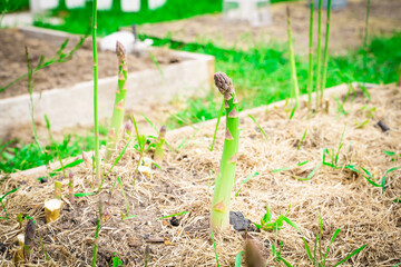 Green asparagus shoot grows close-up.Growing healthy gourmet vegetables in the home garden