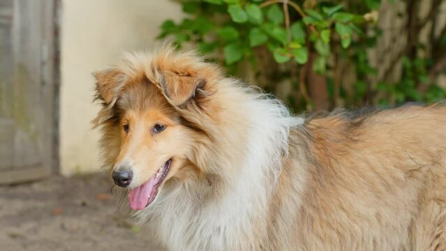 Rough Collie puppy dog panting and staring at a point in the garden