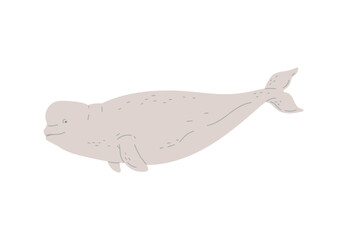 Cute beluga whale, hand drawn flat vector illustration isolated on white background.