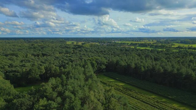 Drone over North Brabant forest in summer day with clouds  idyllic landscape