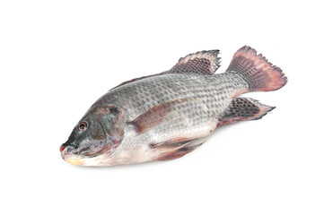 Nile tilapia fish isolated on white background. Freshwater fish.Popularly used to cook a variety of dishes such as grilled fish, tom yum, fried, and steamed.