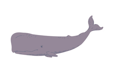 Vector illustration of cashalot, isolated on white background