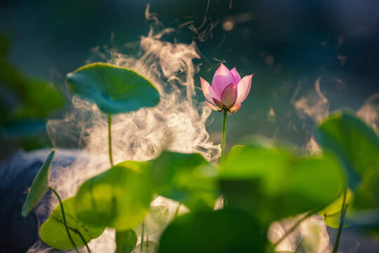 Fototapeta Summer lotus