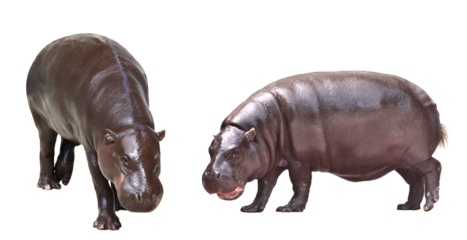 コビトカバ　2アングル