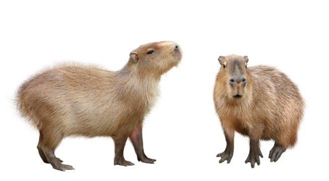 カピバラ　2アングル