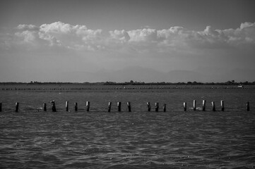 Between sea and lagoon. Sailing trip between the Marano lagoon and the Gulf of Trieste. Black and white.