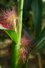 close up of a young corn cob in the field