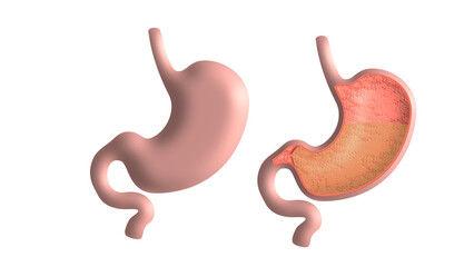 human stomach, 3d vector