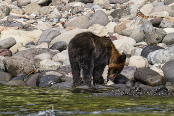 Hokkaido, Japan - September 6, 2023: Brown bear or Ursus arctos at Peninsula Shiretoko, Hokkaido, Japan
