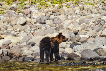 Hokkaido, Japan - September 6, 2023: Brown bear or Ursus arctos at Peninsula Shiretoko, Hokkaido, Japan
