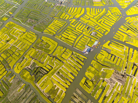 Jiangsu taizhou XingHua crib cauliflower scenic spot