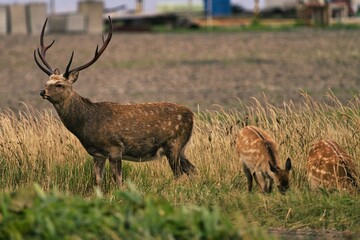 Hokkaido, Japan - September 3, 2023: Yezo sika or Cervus nippon yesoensis at Cape Ochiishi, Hokkaido, Japan
