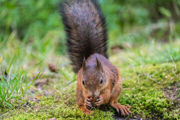 Naklejka na ściany i meble Squirrel eating nuts