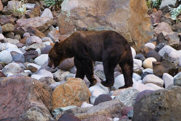 Hokkaido, Japan - September 6, 2023: Brown bear or Ursus arctos at Peninsula Shiretoko, Hokkaido, Japan
