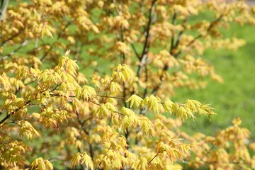 Beautiful maple tree with yellow leaves outdoors, space for text