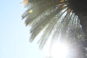 Beautiful palm tree against clear sky, low angle view