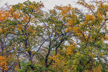 Deciduous tree with yellowing leaves on an autumn day